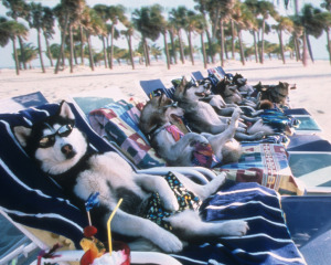 Dog beach richard branson holiday
