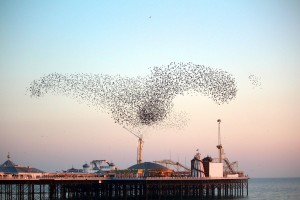 murmuration