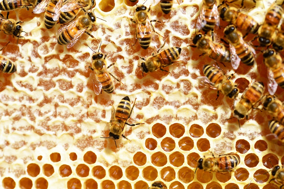 bees-345628_960_720