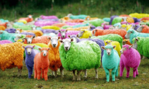 A group of coloured sheep standing in a field and staring at the camera