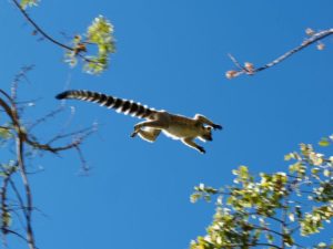 leaping lemurs man bites dog risk